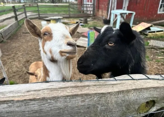 The Goat Farm *