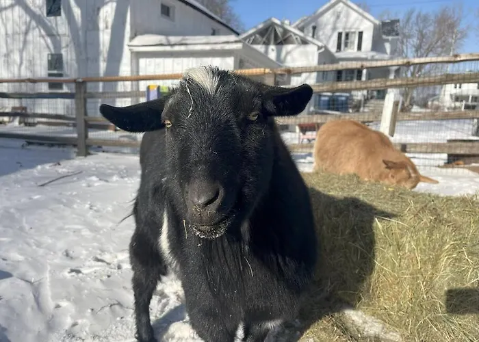 The Goat Farm *